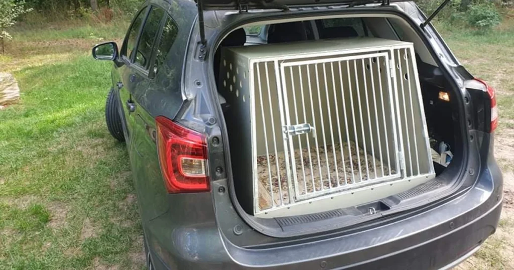 Kutya szállítása autóban - Compact box