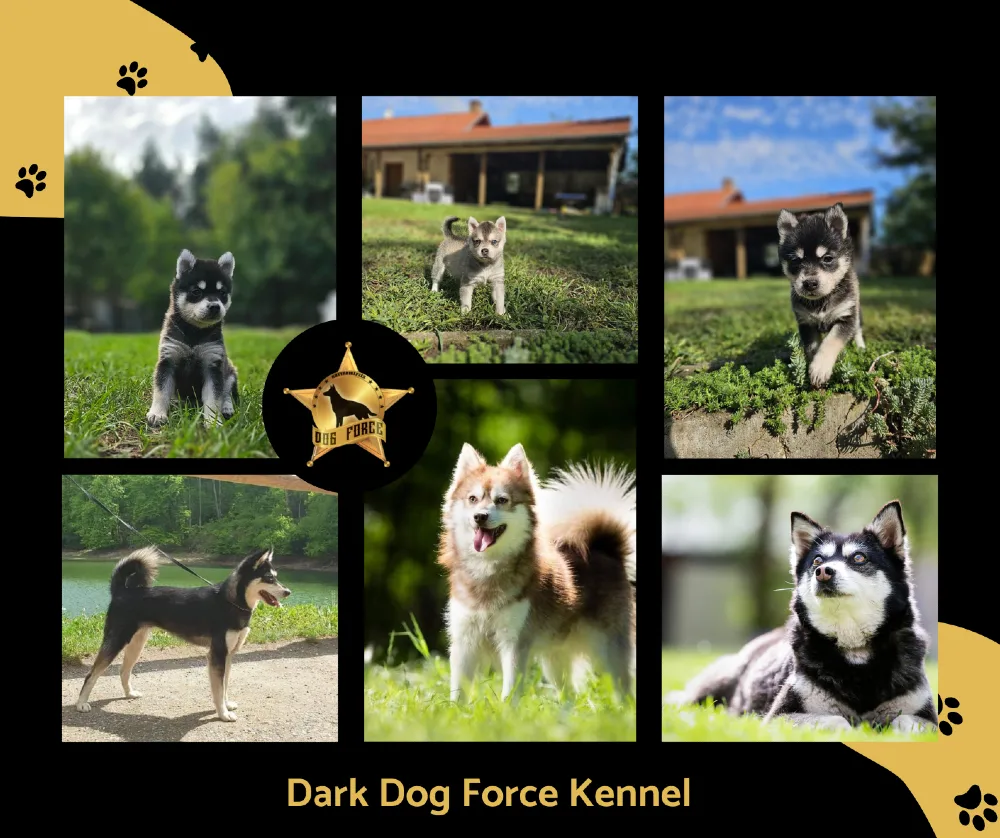 Dark Dog Force Kennel - Albertirsa