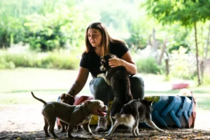 DogForce Kutyapanzió - Füzesi Fanni